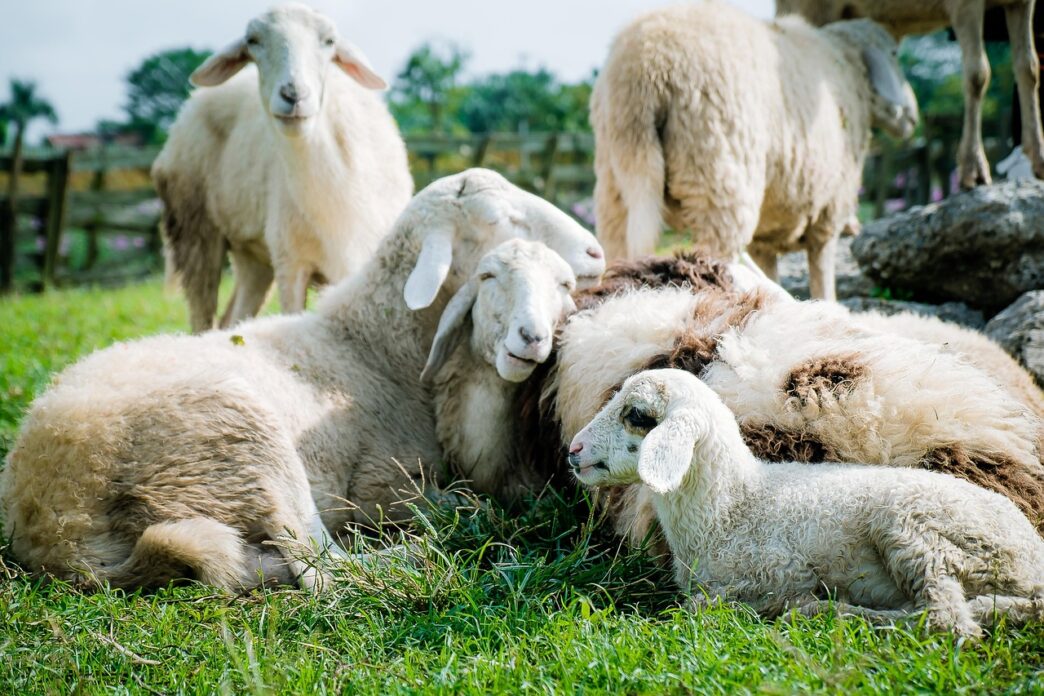 sheeps