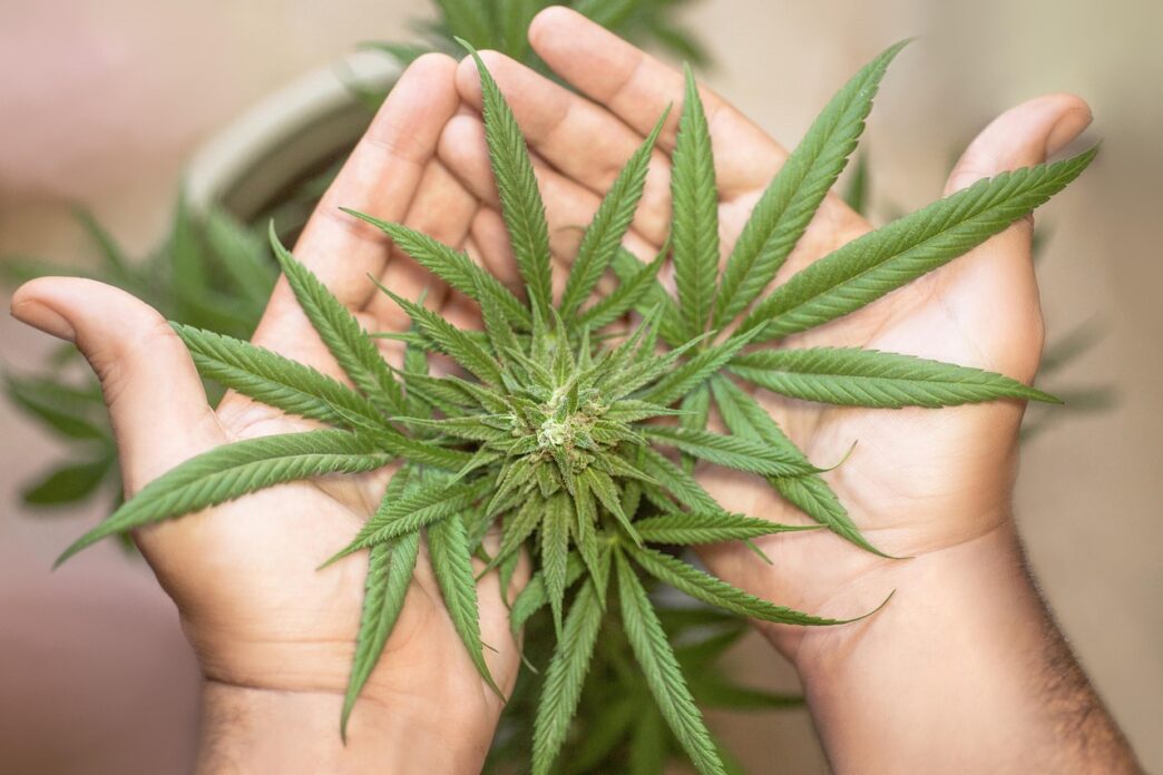 weed