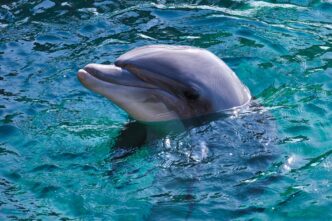 dolphin 1