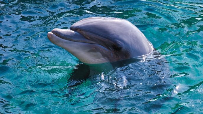 dolphin 1