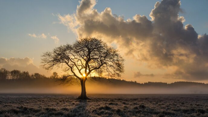 tree