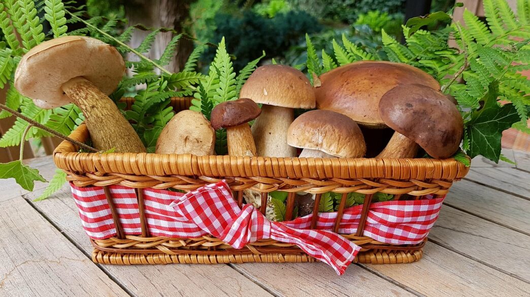 basket of mushrooms