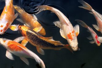 gold fish