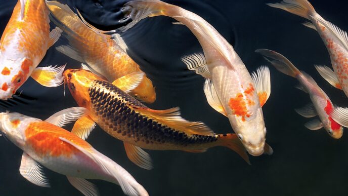 gold fish