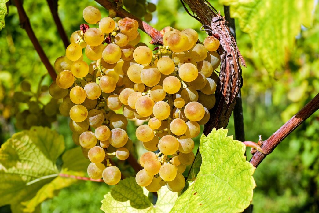 wine grape