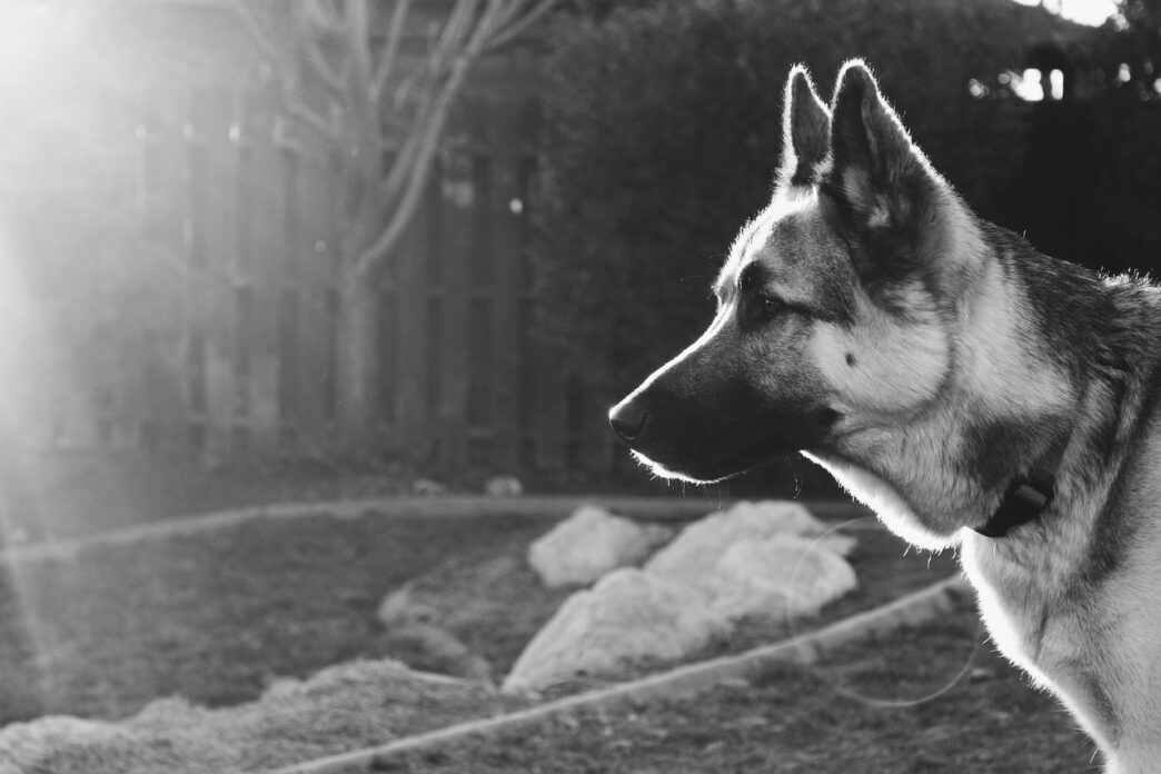 german shepard