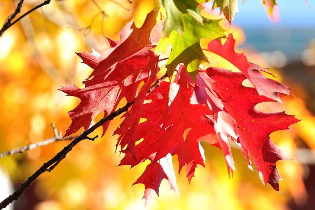 sunny autum day