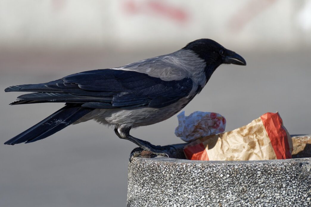 trash food