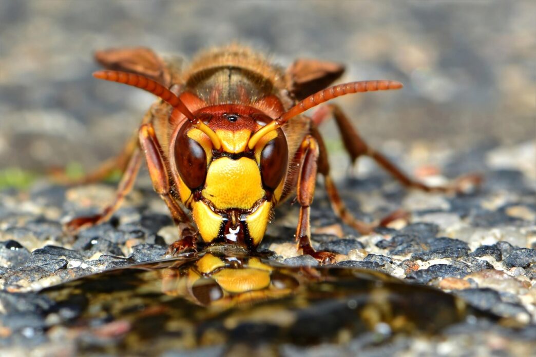 vespa orientalis
