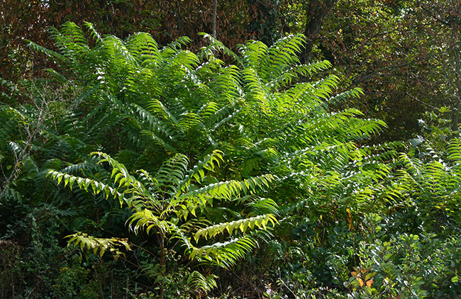 Ailanthus altisisma celo drevo ZS Zavod Symbiosis