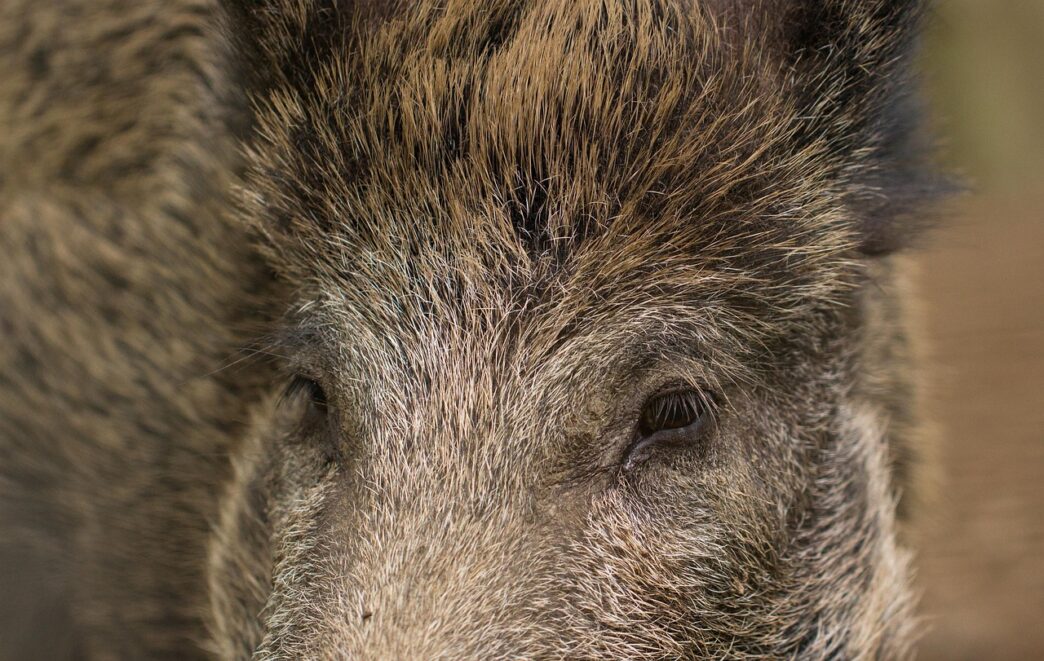 wild boar