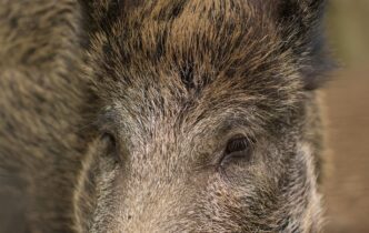 wild boar