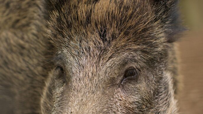 wild boar
