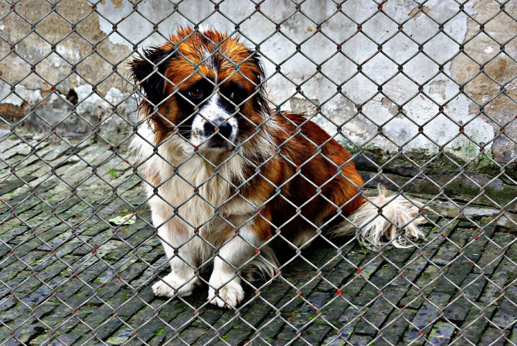 dogs shelter