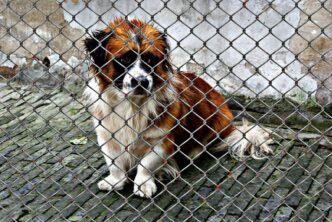 dogs shelter