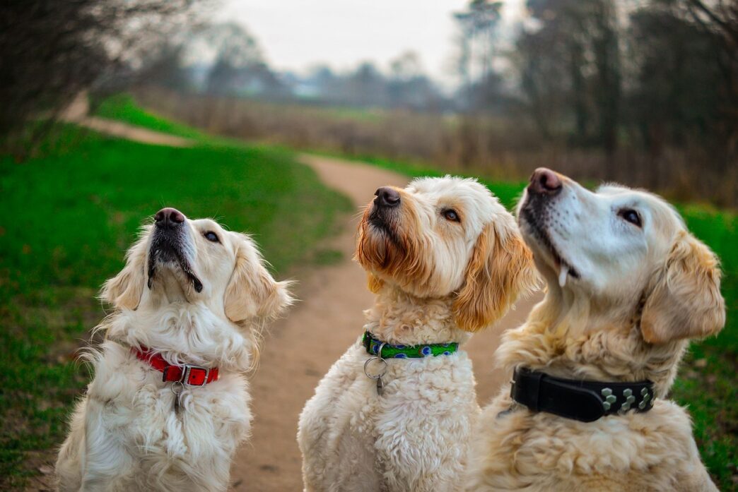 golden retrievers