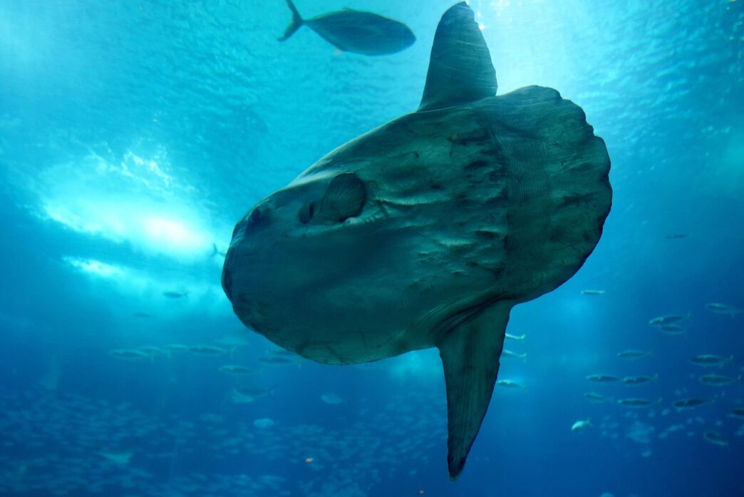 sunfish 7550893 1280