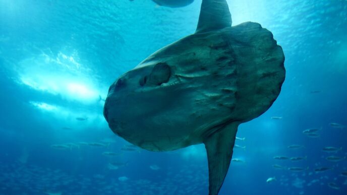 sunfish 7550893 1280