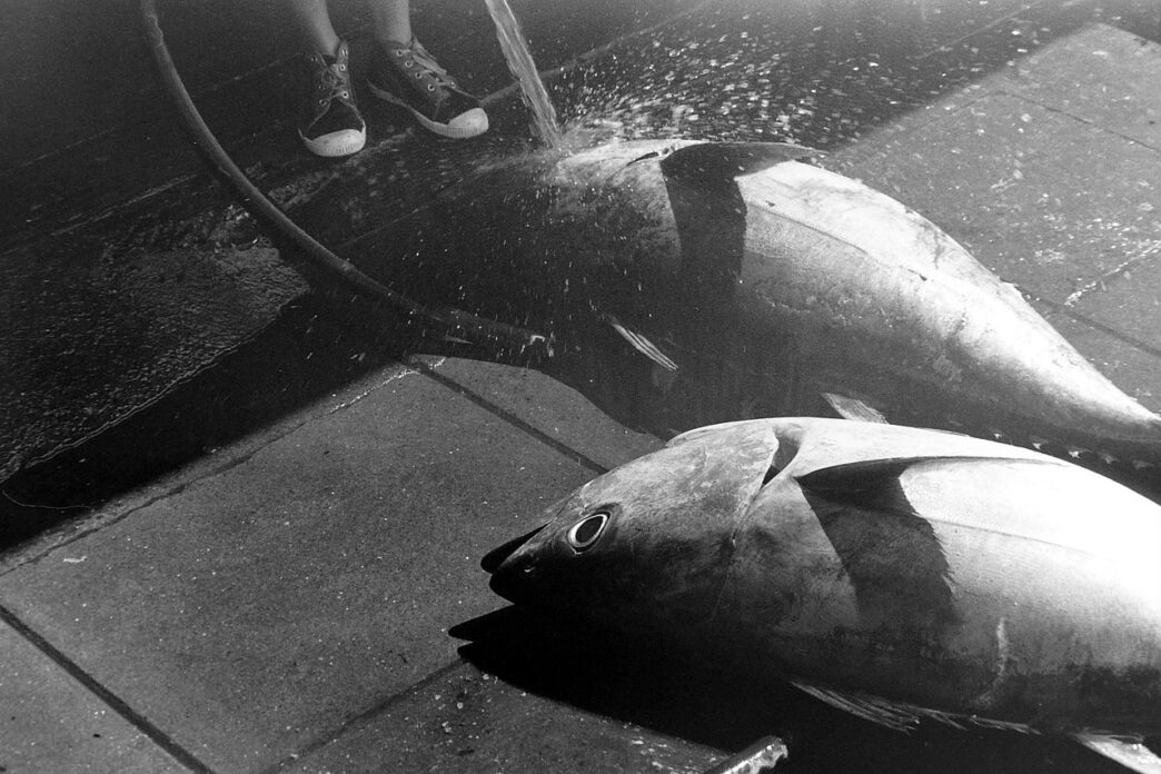 tuna fish