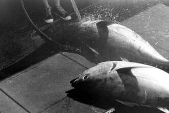 tuna fish