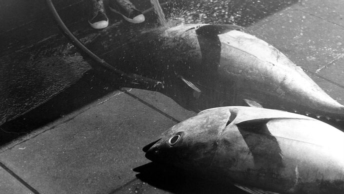 tuna fish