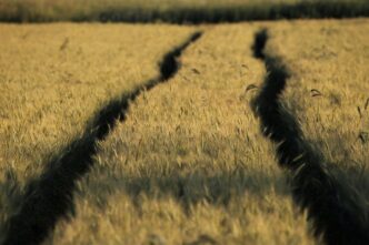wheat 6358659 1280