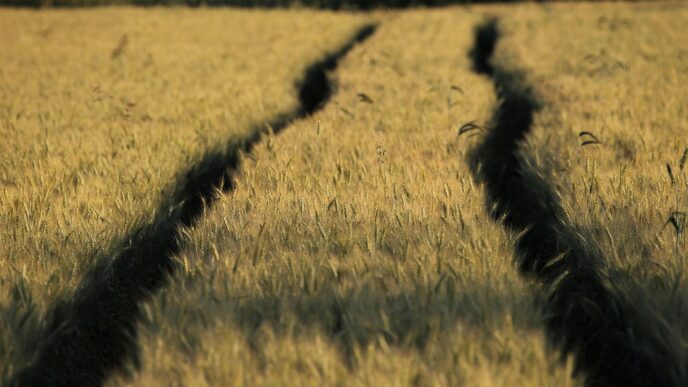wheat 6358659 1280