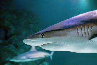 white shark
