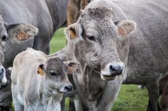 cows