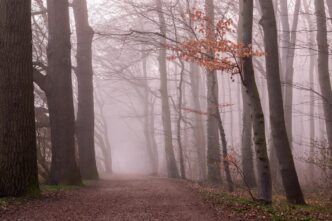 forest