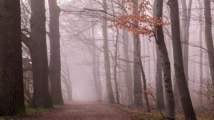 forest
