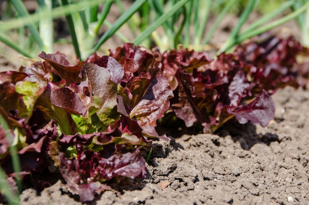 vegetable patch 5188276 1920