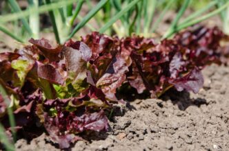 vegetable patch 5188276 1920