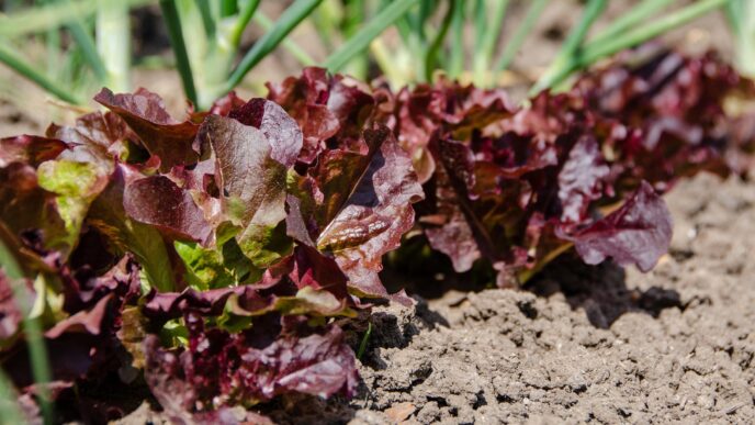 vegetable patch 5188276 1920