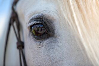 white horse