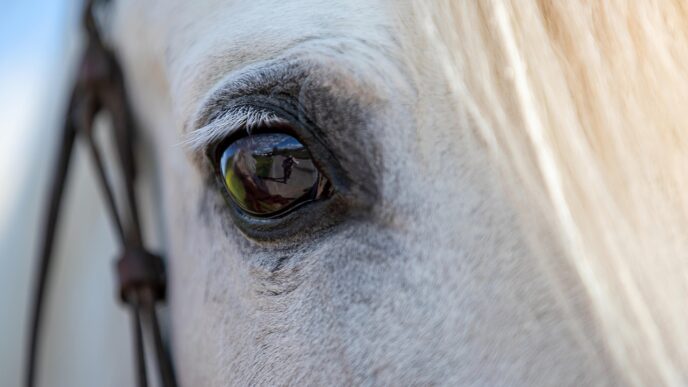 white horse