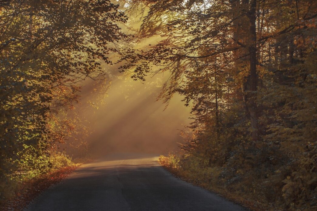 trees by the road