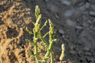 asparagus