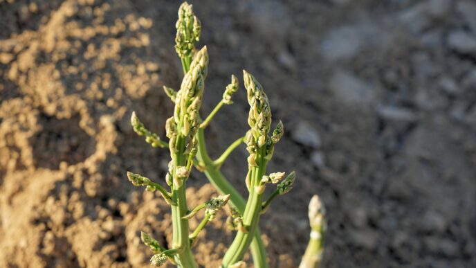 asparagus