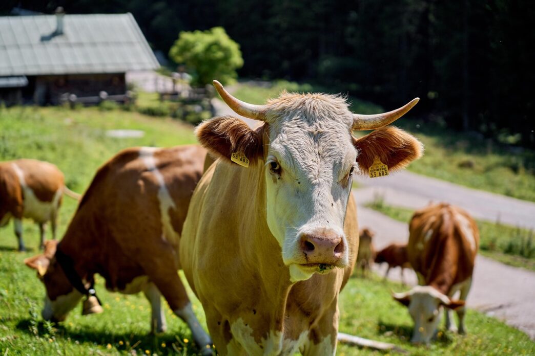 cow