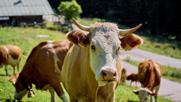 cow
