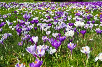 spring
