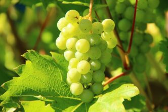 vine