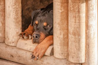 dog in doghouse