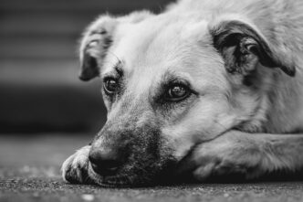 dog shalter