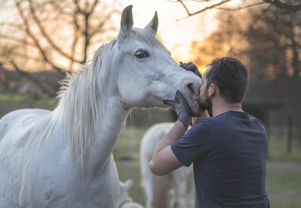 horse
