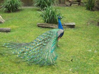 peacock