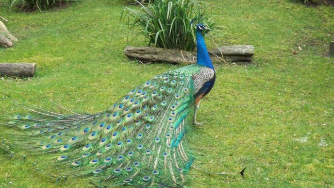 peacock