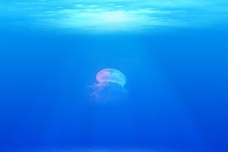 sea