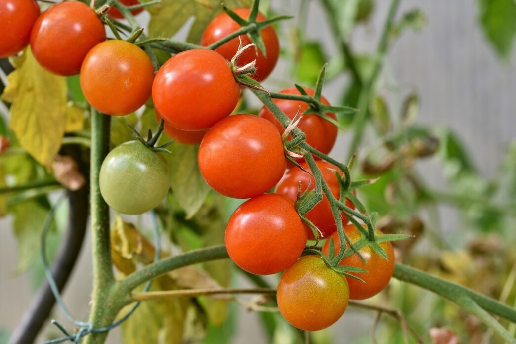 tomato